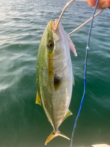 ショゴの釣果