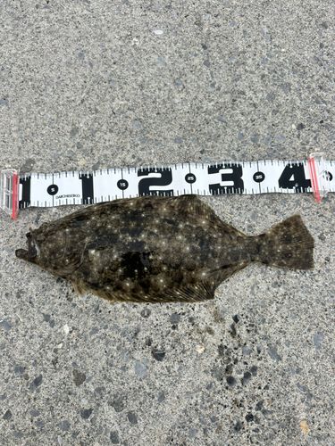 ヒラメの釣果