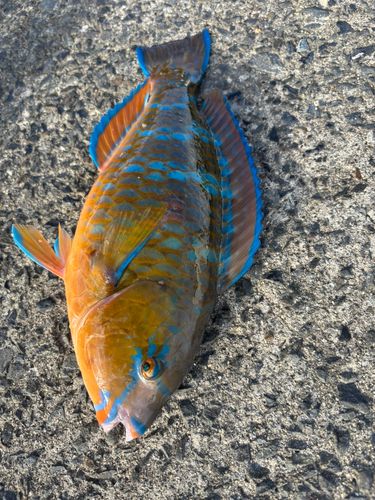 ヒブダイの釣果