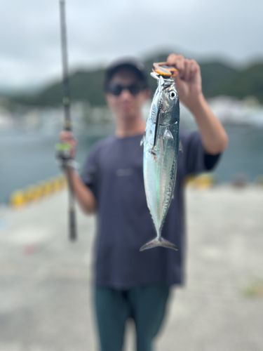 ソウダガツオの釣果