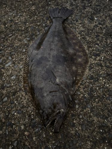 ヒラメの釣果