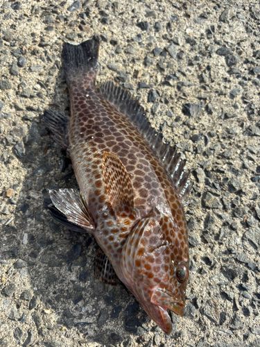 オオモンハタの釣果