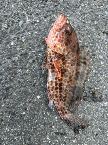 オオモンハタの釣果