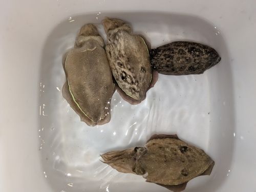 コウイカの釣果