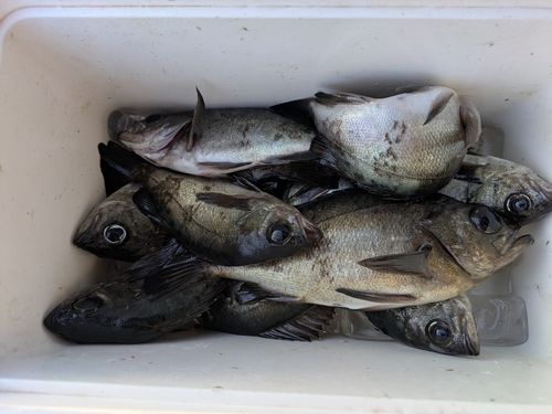 メバルの釣果