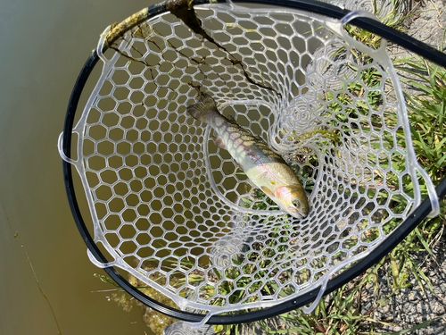 ニジマスの釣果