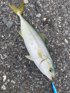 ツバスの釣果
