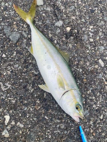 ツバスの釣果
