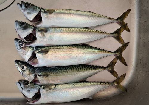 釣果