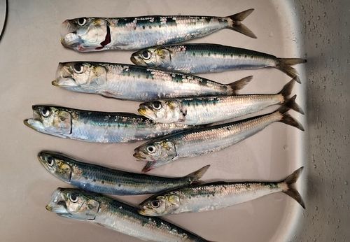 釣果