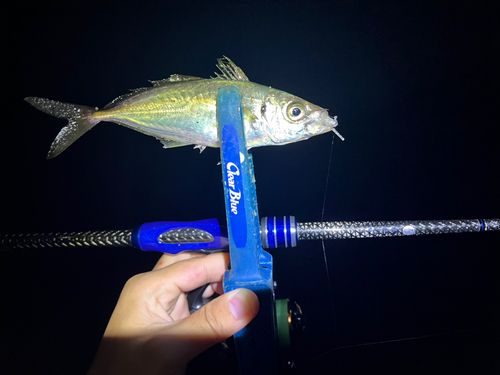 マアジの釣果