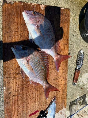 マダイの釣果