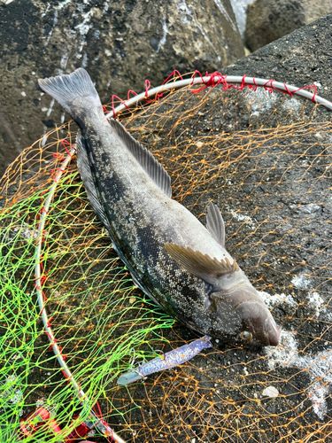 アイナメの釣果
