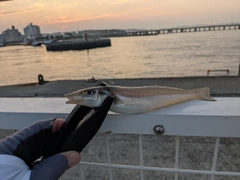 シロギスの釣果