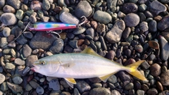 ワカシの釣果