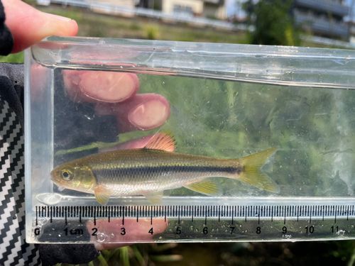 カワムツの釣果