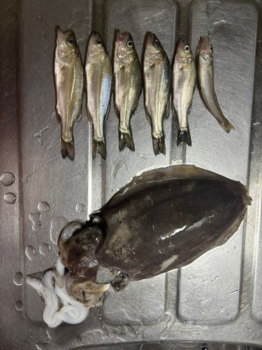 モンゴウイカの釣果