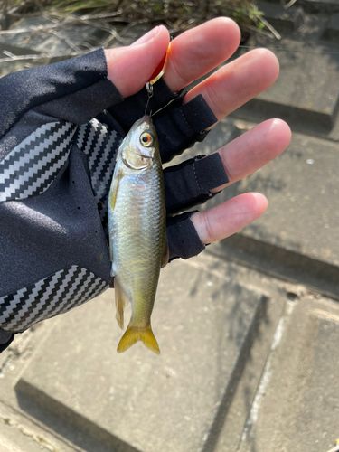 オイカワの釣果