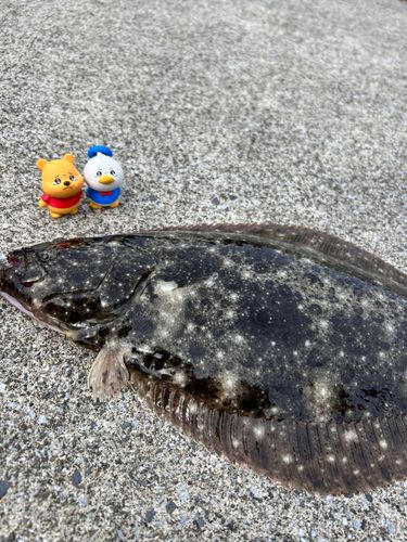 ヒラメの釣果