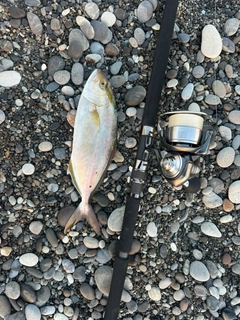 ショゴの釣果