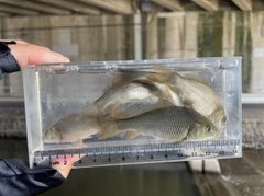 コイの釣果