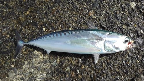ソウダガツオの釣果