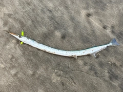 ダツの釣果