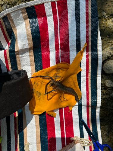 テナガエビの釣果