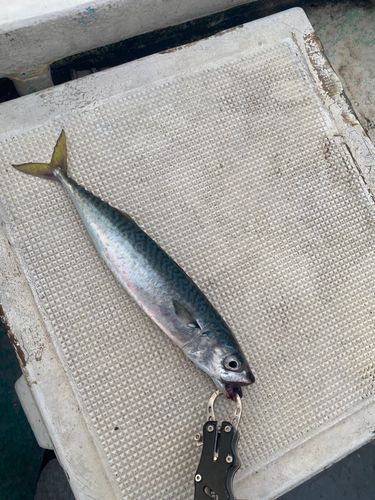 サバの釣果