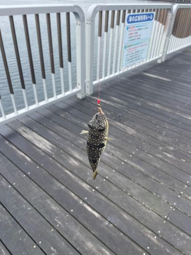 フグの釣果