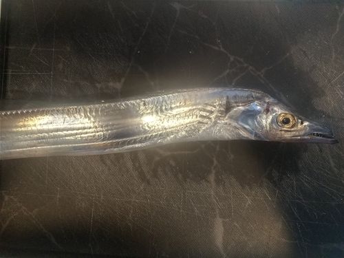 タチウオの釣果