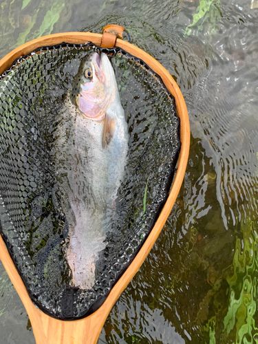ニジマスの釣果
