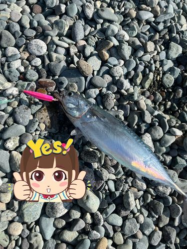 ヒラソウダの釣果