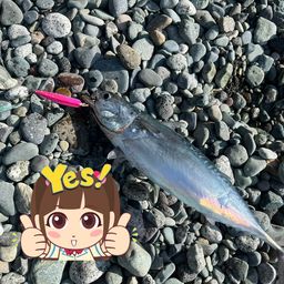 ヒラソウダ