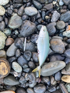 ワカシの釣果