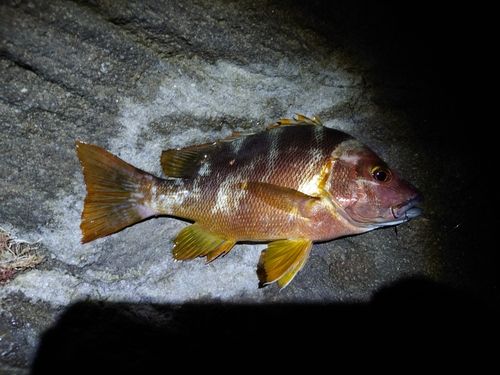 フエダイの釣果