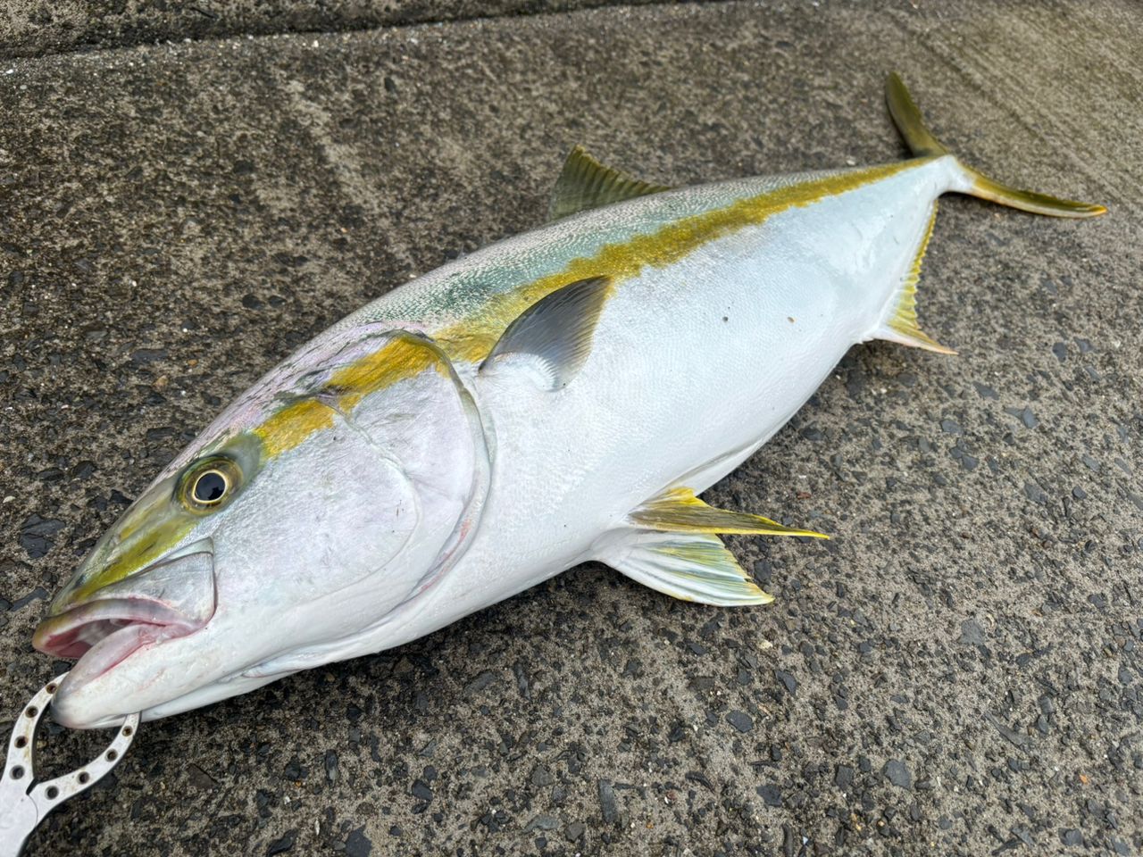 ヒラマサ