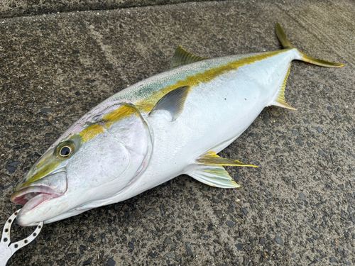 ヒラマサの釣果