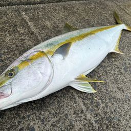 ヒラマサ