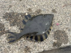 カワガレイの釣果