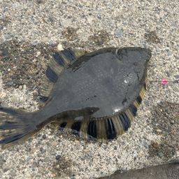 カワガレイ