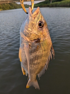 キビレの釣果