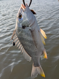 キビレの釣果