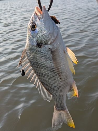 キビレの釣果
