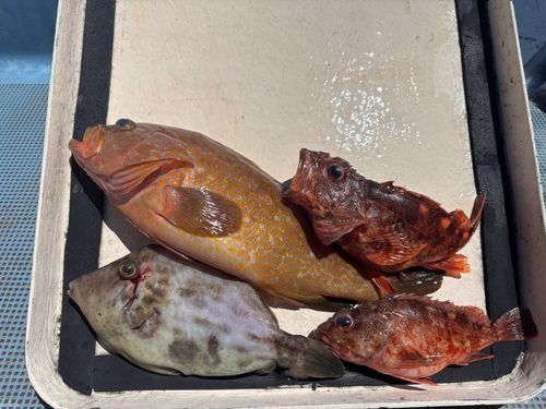 アコウの釣果