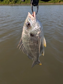 キビレの釣果