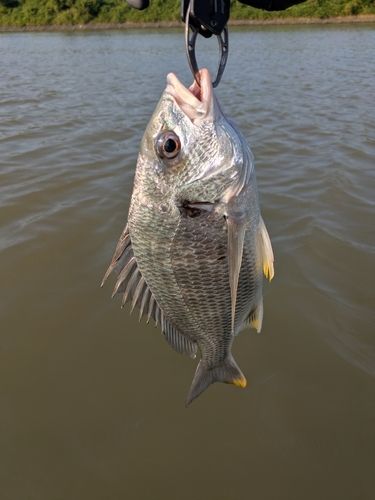キビレの釣果
