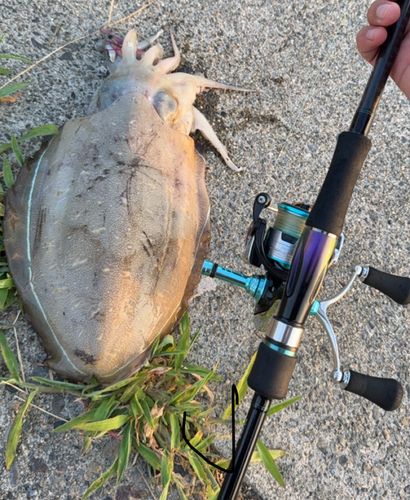 コウイカの釣果