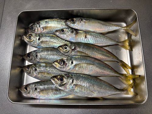 マルアジの釣果