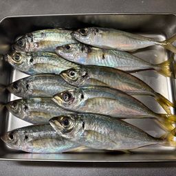 マルアジ